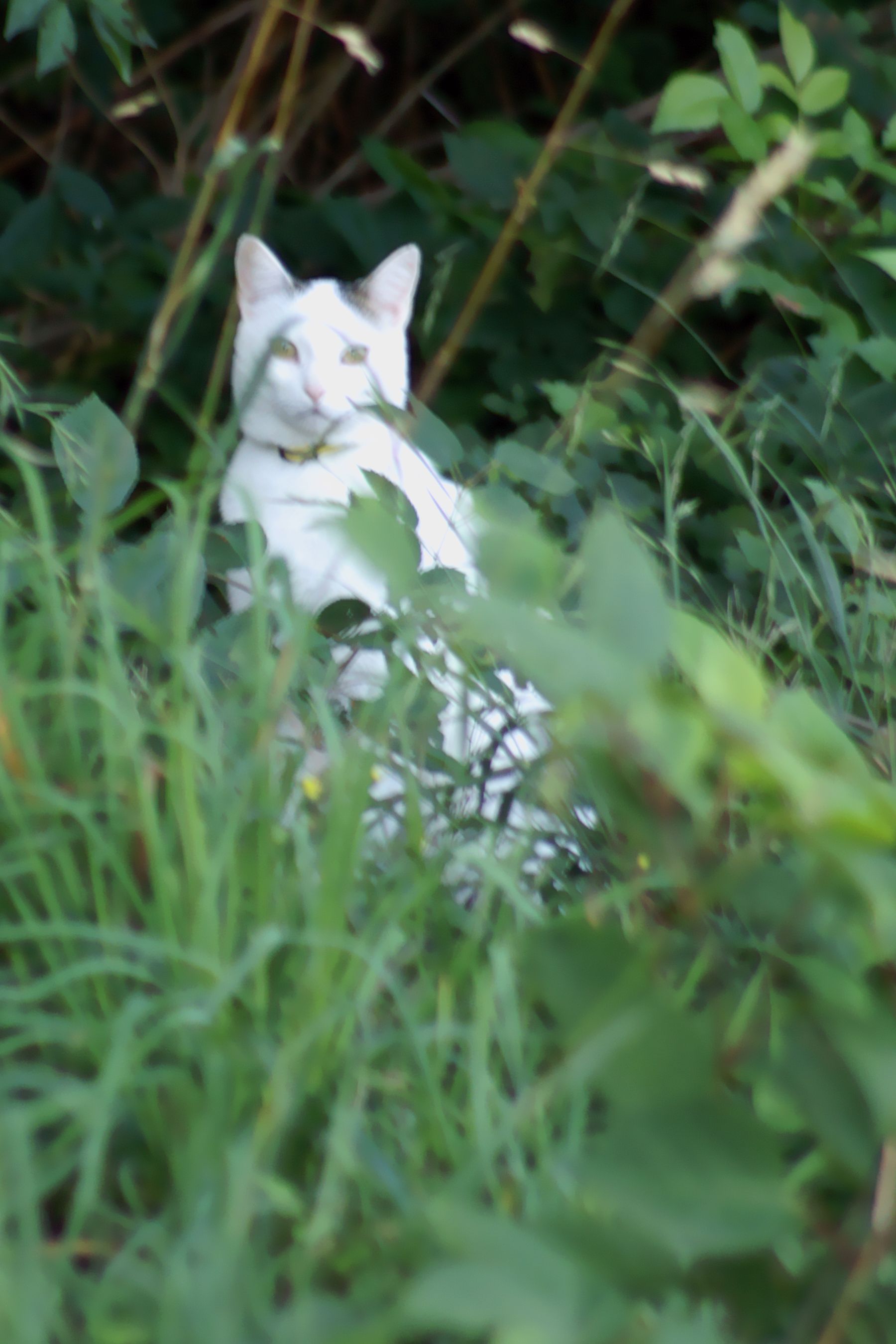 Un chat dans l'herbe au bord de la petite foret longeant le Schaechen, Minette? Cliquer pour une vue agrandie