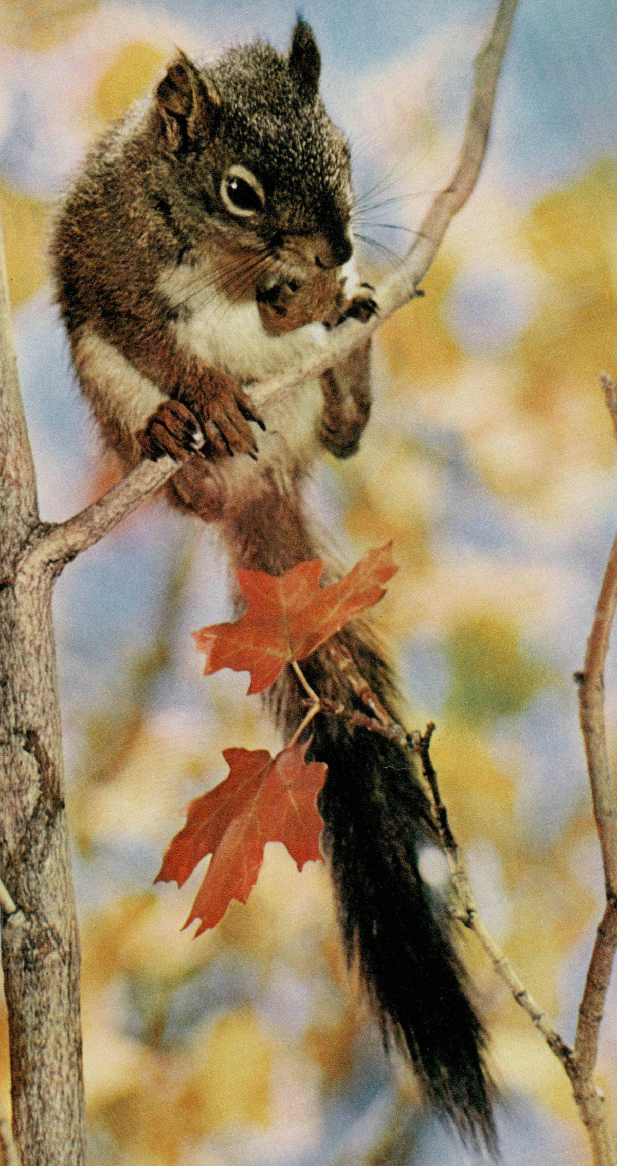 Un écureuil en automne, une photo citée de la revue Radio Je vois tout, date égarée