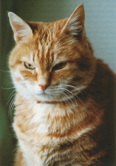 Mischi a été l'une des chattes de ma compagne, Renate. Mischi était égyptienne, Renate l'avait sauvée de la rue au Caire, lors de l'un de ses nombreux séjours en Égypte, cliquer pour une vue agrandie