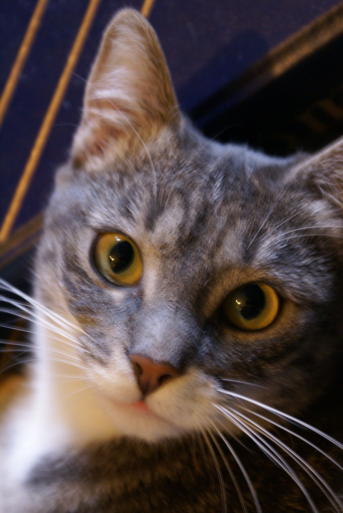 Ma chatte Zephi, vers 2007, cliquer pour une vue agrandie