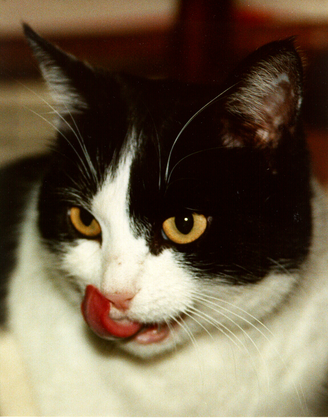 Minié, l'un des chats de mon frère Pierre, 1985-2005, photographié en 1998