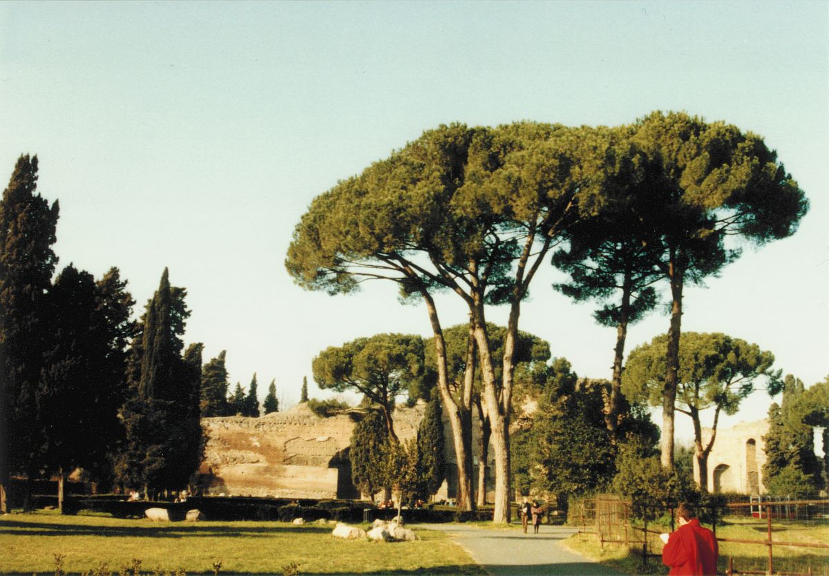 Un groupe de pins à Rome, photographié fin décembre 1991